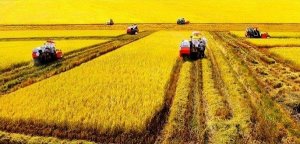 Nghi&ecirc;n cứu dự b&aacute;o thay đổi năng suất l&uacute;a do t&aacute;c động của biến đổi kh&iacute; hậu ở đồng bằng s&ocirc;ng Cửu Long v&agrave; đồng bằng S&ocirc;ng Hồng