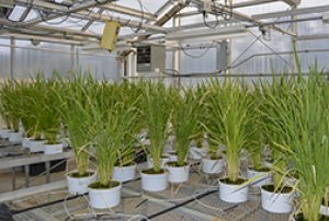 Chuyển gen diệt cỏ của c&acirc;y cao lương sang c&acirc;y l&uacute;a