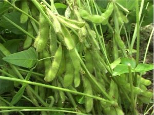 Chọn lọc c&aacute;c d&ograve;ng m&ocirc; sẹo chống chịu mặn của giống đậu n&agrave;nh MTĐ 760-4 bằng xử l&yacute; tia gamma