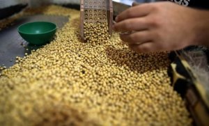 USDA: Dự b&aacute;o cung cầu đậu tương thế giới ni&ecirc;n vụ 2018/19 