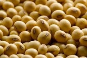 USDA: Dự b&aacute;o cung cầu đậu tương thế giới ni&ecirc;n vụ 2016/17