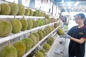 Gi&aacute; sầu ri&ecirc;ng h&ocirc;m 4/3: Kh&ocirc;ng c&oacute; nhiều biến động