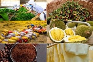 Chủ động triển khai c&aacute;c biện ph&aacute;p bảo đảm sản xuất, chế biến, ti&ecirc;u thụ v&agrave; xuất khẩu n&ocirc;ng sản
