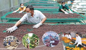 Tham gia &ldquo;s&acirc;n chơi&rdquo; FTA: Kinh tế vườn cần thay đổi