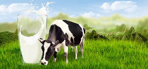 H&agrave;m lượng ax&iacute;t linoleic li&ecirc;n hợp trong sữa của đ&agrave;n b&ograve; sữa được nu&ocirc;i với c&aacute;c khẩu phần ăn phổ biến tại th&agrave;nh phố Hồ Ch&iacute; Minh