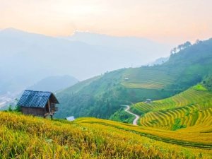 C&acirc;y che phủ l&agrave;m tăng chất lượng nước, kh&ocirc;ng tăng lưu trữ c&aacute;c-bon