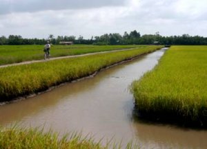 M&ocirc; h&igrave;nh li&ecirc;n k&ecirc;́t bốn nh&agrave; sản xuất l&uacute;a gạo hữu cơ đạt chứng nhận quốc tế tại Tr&agrave; Vinh