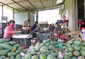 Kinh tế vườn v&agrave; chuyện thương hiệu