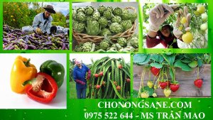 Mở rộng v&agrave; n&acirc;ng cao hiệu quả ti&ecirc;u thụ n&ocirc;ng sản: Thương mại điện tử, giải ph&aacute;p kh&ocirc;ng ngờ