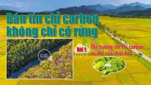 B&aacute;n t&iacute;n chỉ carbon, kh&ocirc;ng chỉ c&oacute; rừng