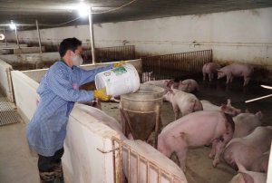 Giải ph&aacute;p gốc rễ điều chỉnh gi&aacute; lợn tr&ecirc;n thị trường