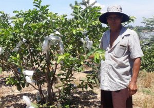 Ph&aacute;t triển kinh tế vườn để t&aacute;i cơ cấu n&ocirc;ng nghiệp, n&ocirc;ng th&ocirc;n nhanh v&agrave; bền vững