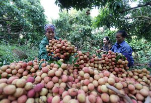 Để n&ocirc;ng sản Việt đi nhanh tr&ecirc;n &ldquo;cao tốc EVFTA&rdquo;