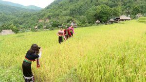 Năm g&oacute;i giải ph&aacute;p gỡ 3 nh&oacute;m r&agrave;o cản ph&aacute;t triển du lịch n&ocirc;ng nghiệp, n&ocirc;ng th&ocirc;n 