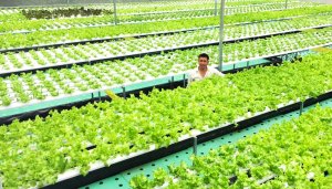 C&aacute;c địa phương ph&aacute;t triển n&ocirc;ng nghiệp gắn với bảo vệ m&ocirc;i trường