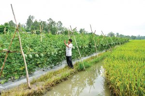 Chuyển đổi cơ cấu c&acirc;y trồng: Giải ph&aacute;p đa chức năng