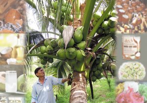 &ldquo;Đ&aacute;nh thức&rdquo; tiềm năng c&acirc;y dừa để th&ecirc;m sản phẩm tỷ đ&ocirc;