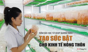 Năm b&agrave;i học từ OCOP Quảng Ninh tạo sức bật cho kinh tế n&ocirc;ng th&ocirc;n