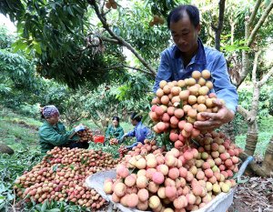Ph&aacute; triển sản phẩm chủ lực cấp tỉnh: Giải ph&aacute;p th&uacute;c đẩy kinh tế n&ocirc;ng th&ocirc;n v&agrave; XDNTM