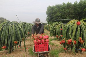 Th&aacute;o gỡ &ldquo;điểm nghẽn&rdquo; để ph&aacute;t triển ng&agrave;nh rau quả