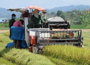 Để giống c&acirc;y trồng, vật nu&ocirc;i Việt... giảm nhập?
