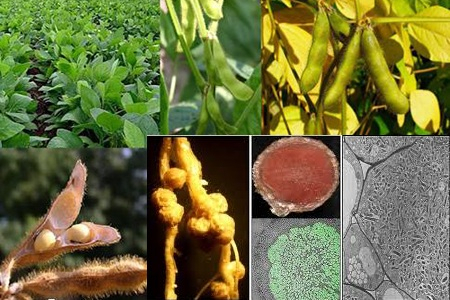 T&aacute;c động của việc cấy vi khuẩn rhizobium đến sự sinh trưởng v&agrave; năng suất của c&aacute;c giống đậu tương ở v&ugrave;ng thảo nguy&ecirc;n SUDAN, NIGERIA