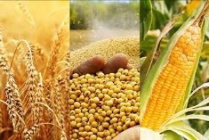 Thị trường TĂCN thế giới ng&agrave;y 4/1/2021: Ng&ocirc;, đậu tương tăng gi&aacute; phi&ecirc;n đầu năm 2021
