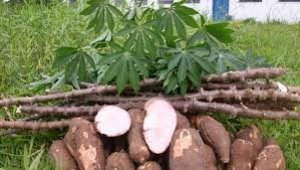 Nửa đầu năm 2020 Trung Quốc l&agrave; thị trường xuất khẩu sắn chủ lực của Việt Nam