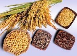 Gi&aacute; ngũ cốc h&ocirc;m nay 21/10: Ng&ocirc;, đậu tương, l&uacute;a m&igrave; tăng do nhu cầu mạnh mẽ