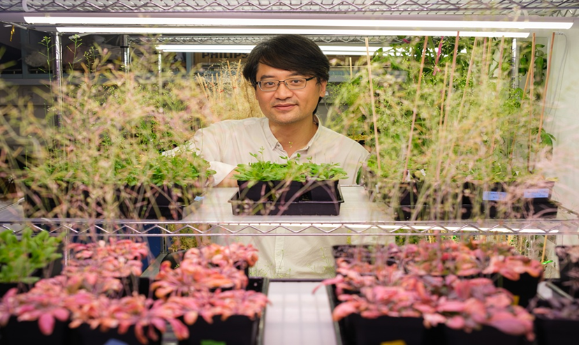 Tăng cường khả năng miễn dịch vượt trội của thực vật để th&uacute;c đẩy phản ứng ph&ograve;ng vệ tự nhi&ecirc;n