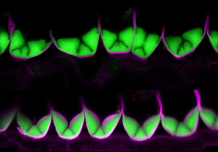 Tạo v&aacute;ch tế b&agrave;o cho việc ph&aacute;t t&aacute;n hạt giống bằng lực nổ