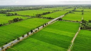 L&uacute;a chất lượng cao, ph&aacute;t thải thấp: Bước đ&agrave; quan trọng đến Net Zero 