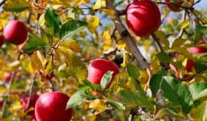Nghi&ecirc;n cứu t&igrave;m ra cơ chế di truyền đằng sau c&acirc;y t&aacute;o năng suất cao