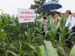 Đ&aacute;nh Gi&aacute; Đặc Đi&ecirc;̉m N&ocirc;ng Sinh Học V&agrave; Khả Năng Chịu Hạn Của Một Số D&ograve;ng Ng&ocirc; Mang GEN modiCspB