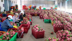 Xuất khẩu rau quả gia tăng gi&aacute; trị từ chuyển dịch thị trường