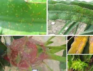 X&aacute;c định khả năng đối kh&aacute;ng của lo&agrave;i Chaetomium spp. với nấm Neoscytalidium dimidiatum g&acirc;y bệnh đốm n&acirc;u Thanh Long