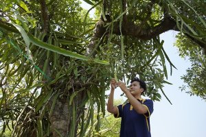 Thanh long kết tr&aacute;i trong rừng ngập mặn