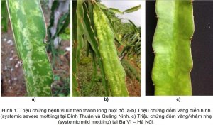 Ph&aacute;t hiện v&agrave; x&aacute;c định Cactus virus X (CVX) nhiễm tr&ecirc;n c&acirc;y thanh long ở Việt Nam