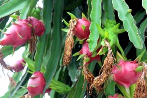Gắn sản xuất với đầu ra của sản phẩm c&acirc;y ăn quả rải vụ 