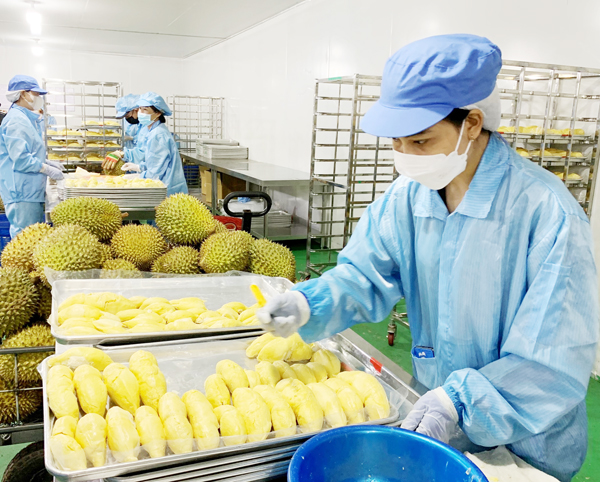 Th&aacute;o gỡ &ldquo;điểm nghẽn&rdquo; v&agrave; khoảng trống để ng&agrave;nh h&agrave;ng sầu ri&ecirc;ng tiến tới ng&ocirc;i vị số một thế giới