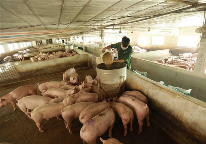 Th&aacute;o gỡ những điểm nghẽn để ng&agrave;nh chăn nu&ocirc;i bứt ph&aacute;