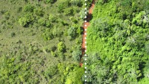 C&acirc;u chuy&ecirc;̣n v&ecirc;̀ cách vỏ cam vứt đi bi&ecirc;́n đ&ocirc;̉i m&ocirc;̣t cánh rừng ở Costa Rica