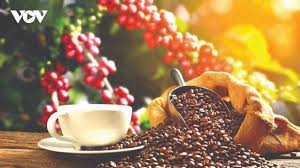 Thị trường c&agrave; ph&ecirc; qu&yacute; III/2025: Kết th&uacute;c ni&ecirc;n vụ 2024 - 2025, kim ngạch xuất khẩu tăng 50%