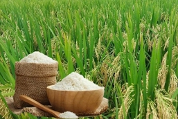 Thị trường gạo th&aacute;ng 8/2025: Thị trường lớn nhất tạm dừng nhập khẩu, gạo Việt chịu t&aacute;c động ra sao?