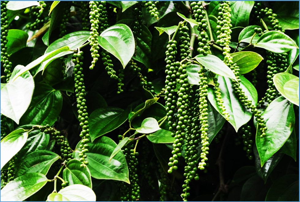 Thị trường hồ ti&ecirc;u qu&yacute; III/2025: Gi&aacute; ti&ecirc;u phục hồi, xuất khẩu tăng tốc