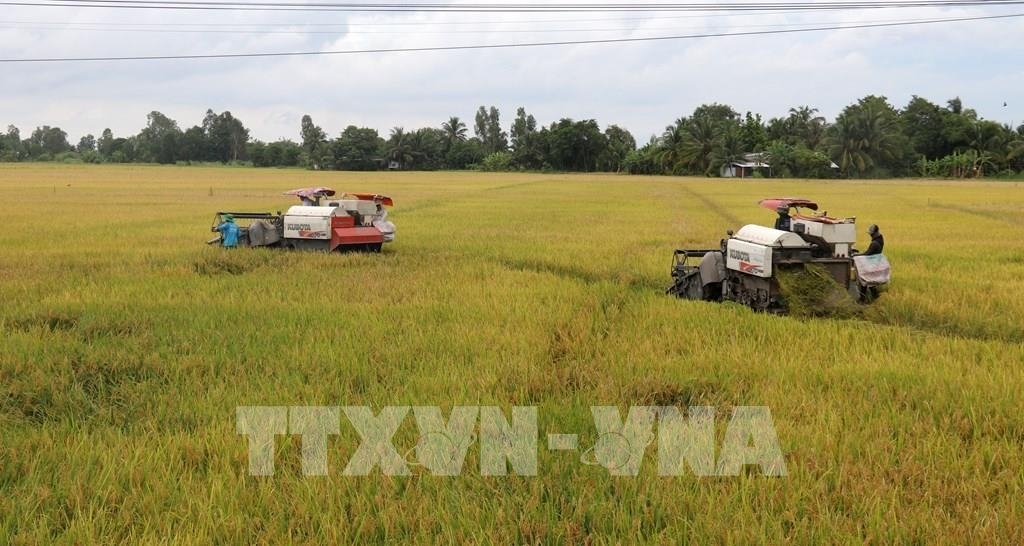Thị trường n&ocirc;ng sản: Gi&aacute; l&uacute;a gạo đồng loạt tăng 