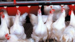 Dự b&aacute;o thị trường thịt gia cầm thế giới sẽ tăng trưởng 2% trong năm 2022 