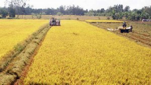 N&acirc;ng cao năng lực th&iacute;ch ứng với biến đổi kh&iacute; hậu của Hợp t&aacute;c x&atilde; n&ocirc;ng nghiệp v&ugrave;ng đồng bằng s&ocirc;ng Cửu Long