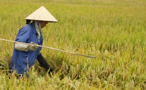 N&ocirc;ng nghiệp l&agrave; số 1, n&ocirc;ng d&acirc;n kh&ocirc;ng thể l&agrave; số 2 