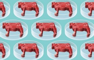 C&acirc;u chuyện từ thịt nh&acirc;n tạo: Liệu sinh học tổng hợp c&oacute; thay đổi được tương lai của thực phẩm? 